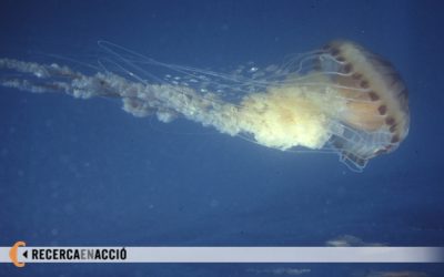 3: Què cal fer quan es produeix una picada de medusa?