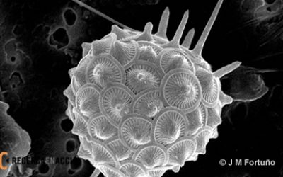 7. Els microfòssils: la clau per entendre l’extinció massiva