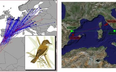 7. Com sabem a on van i d’on vénen els ocells?