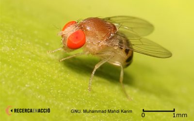 Experimenta la selecció utilitzant Drosophila melanogaster