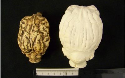 10: Un cervell realment petit