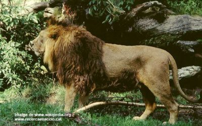 4: Gujarat: terra de lleons i herois