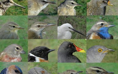 54. Màxima biodiversitat d’ocells a l’abril (2012)