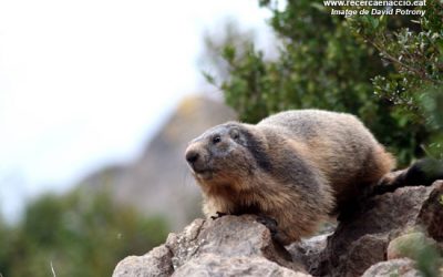 4: La selecció de l'hàbitat de les marmotes