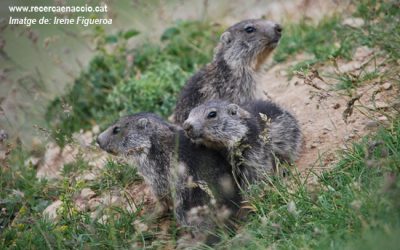 14: Els primers marmotons ja surten del cau!