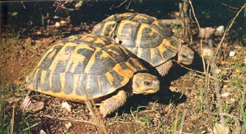 Quines espècies de tortugues viuen a Catalunya? - Recerca en Accio