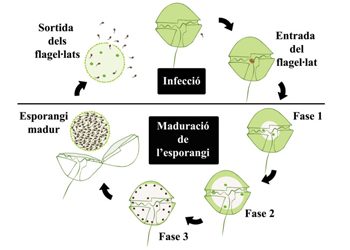 11: Paràsits que mengen microalgues tòxiques