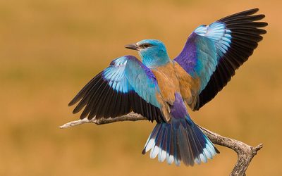 19: Abellerols i altres ocells africans