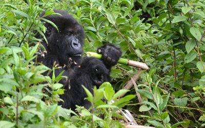 2: Dian Fossey