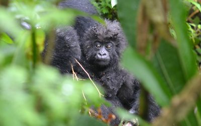 5: Goril·les petits i grans