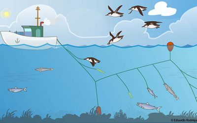 3: Ocells marins ‘pescats’ pels hams del palangre
