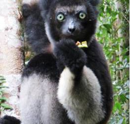 2: Madagascar, el Vuitè Continent: un rebost de biodiversitat
